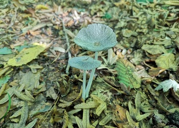 Hasen-Tintling (Coprinopsis lagopus) - © Bernard Wieser